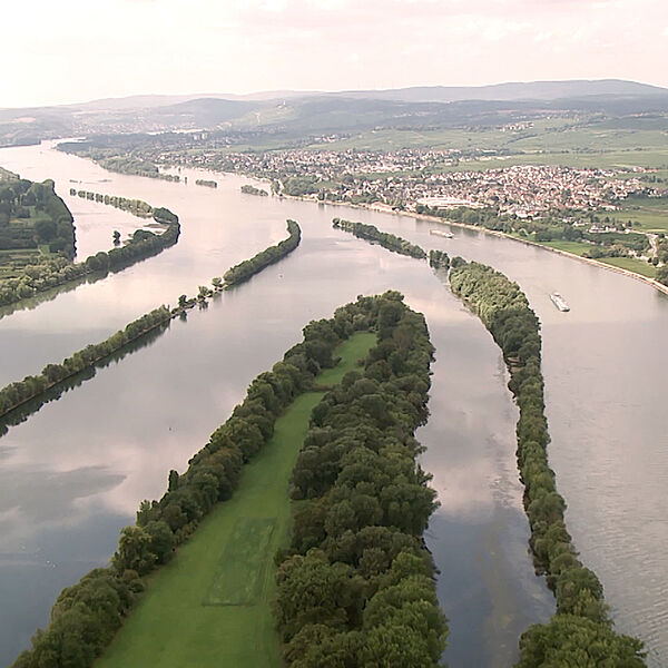 Luftbild des Rheins mit Auen und kleinen Städten. © Hochschule Geisenheim